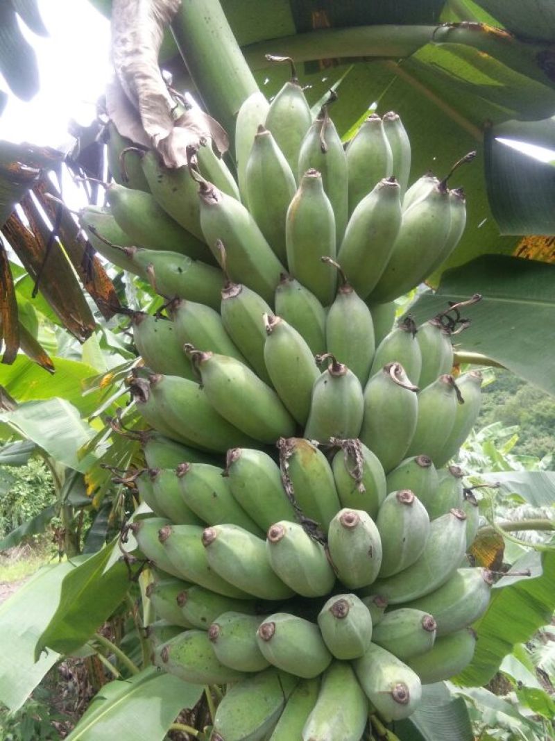 粉蕉八成熟