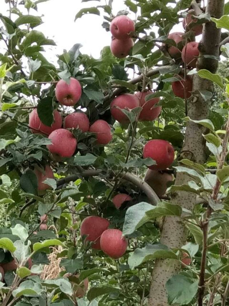 昭通冰糖心丑苹果，香甜可口，回味实足，天然富硒等。