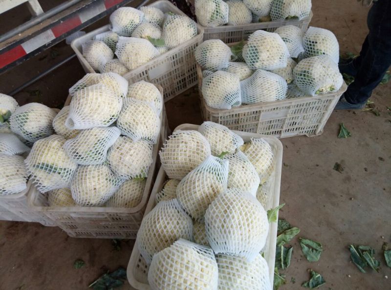 白花菜散装