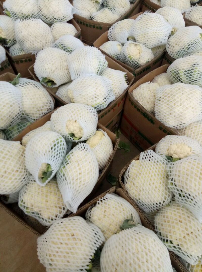 白花菜散装