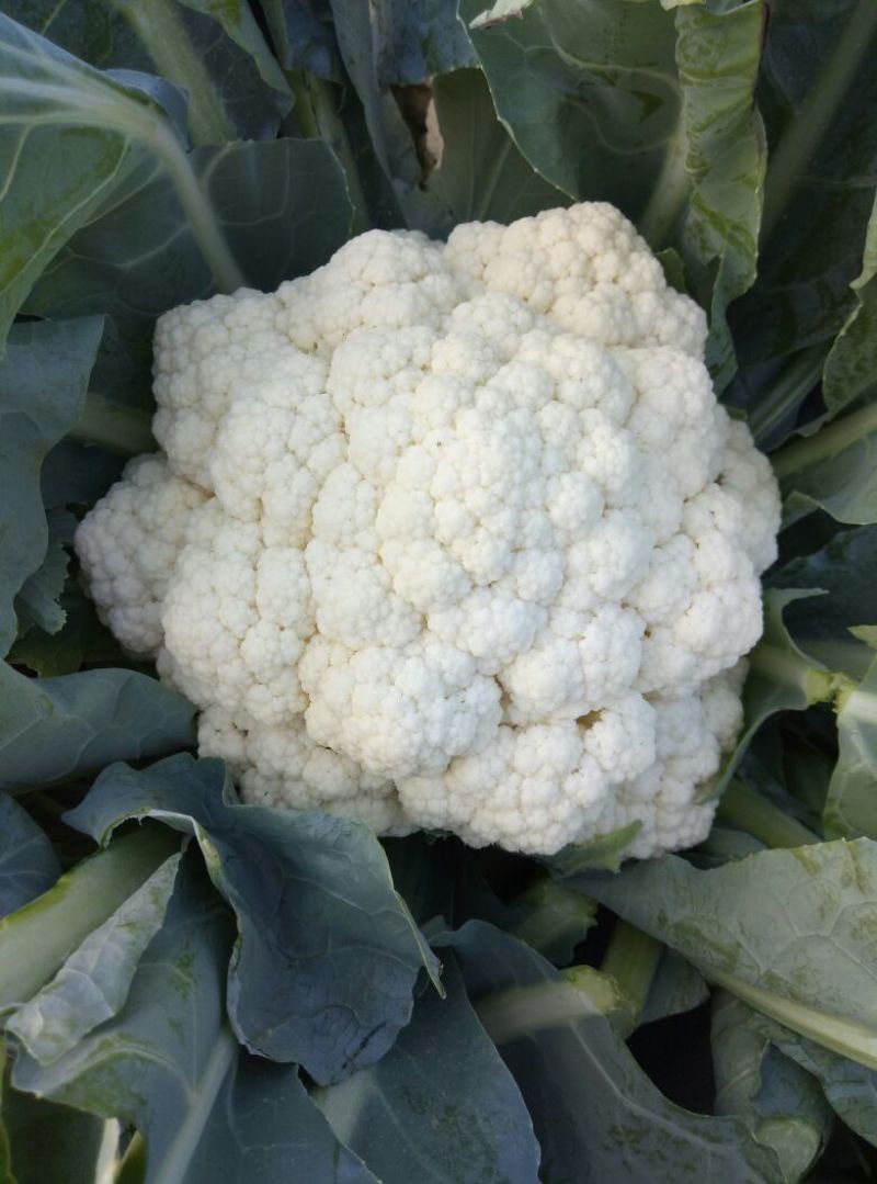 白花菜散装