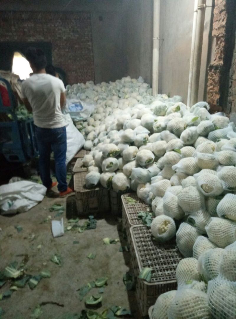 白花菜散装