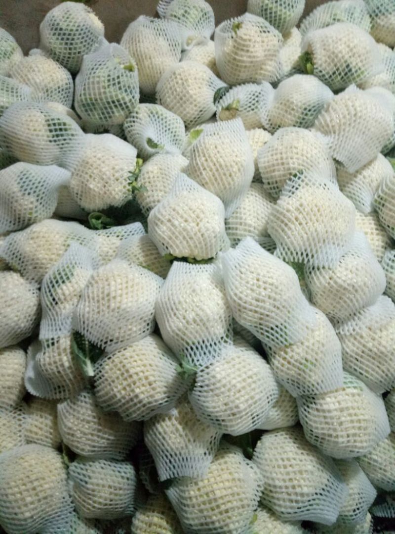 白花菜散装