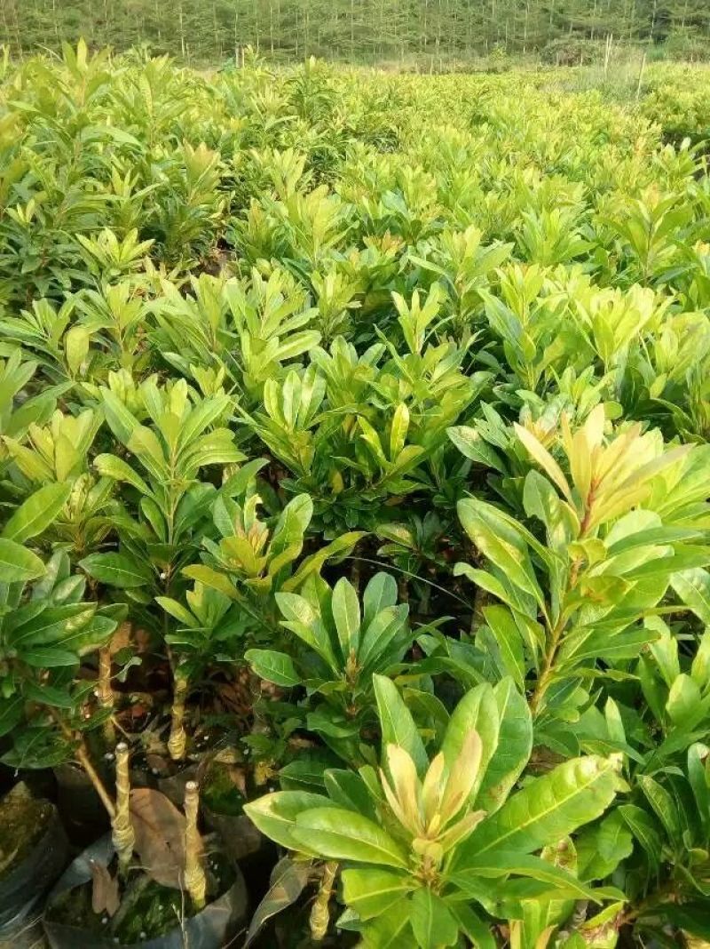 杨梅树苗0.5~150cm以下
