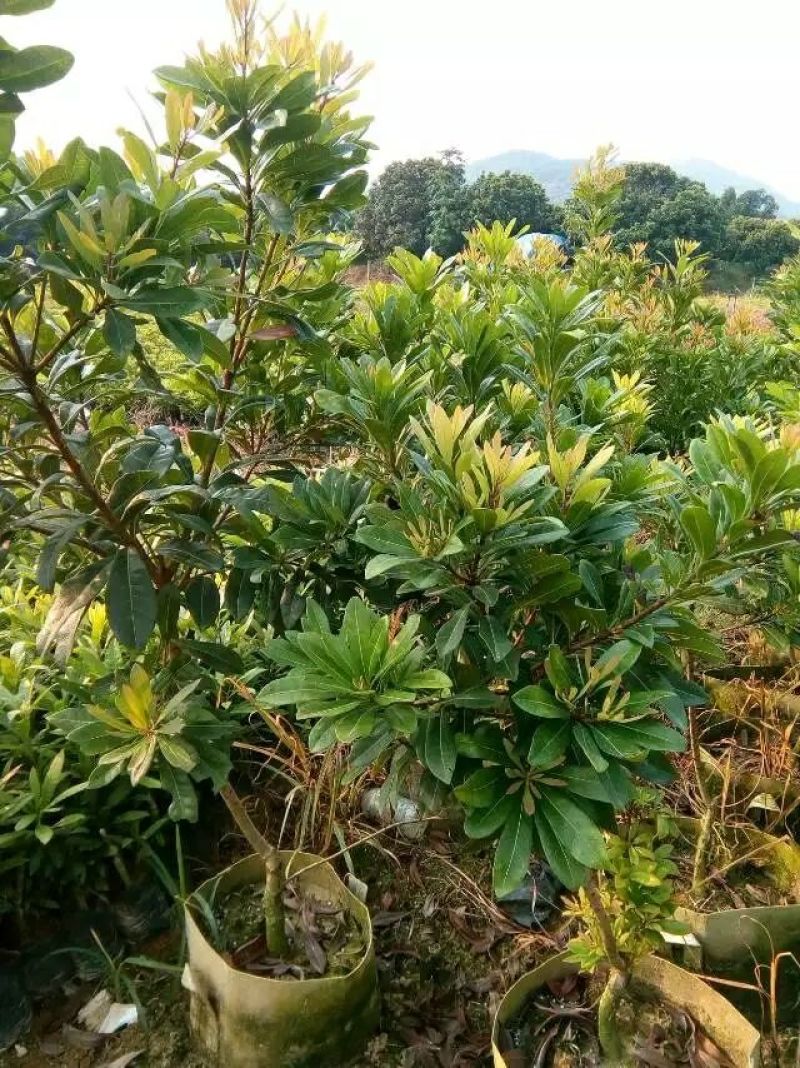 杨梅树苗0.5~150cm以下