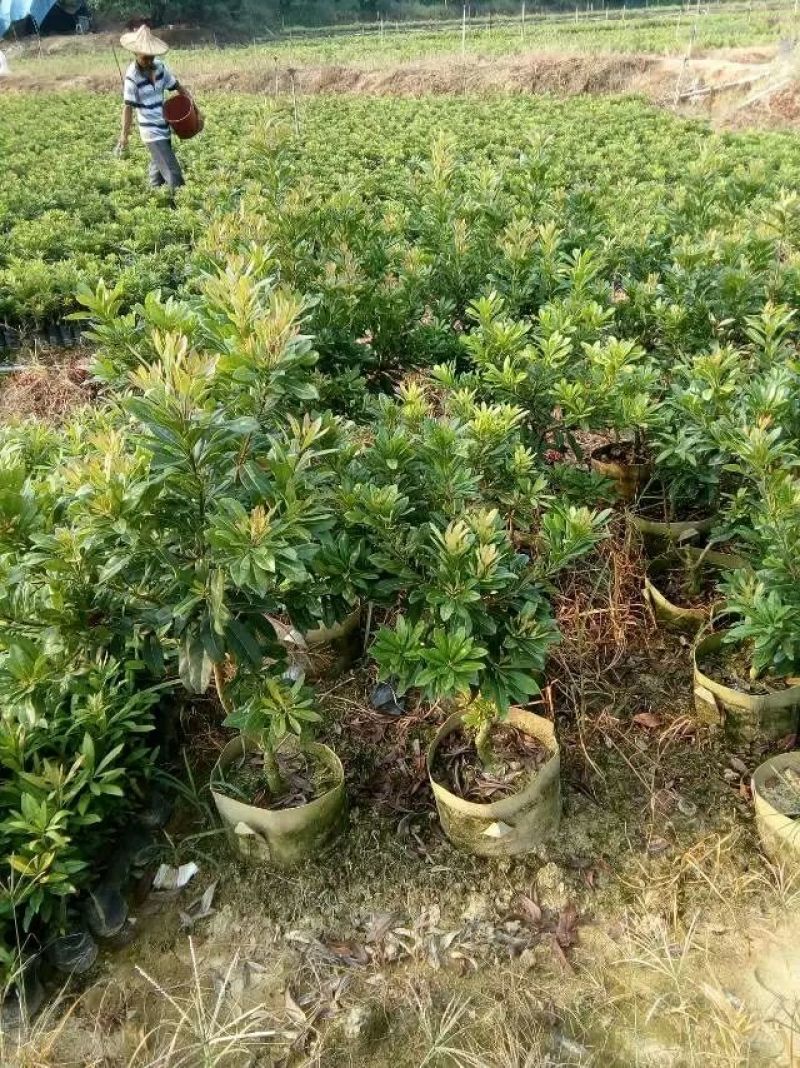 杨梅树苗0.5~150cm以下