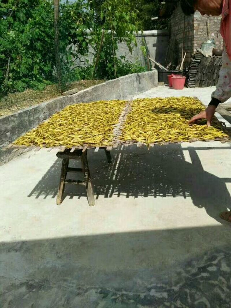 干黄菜
