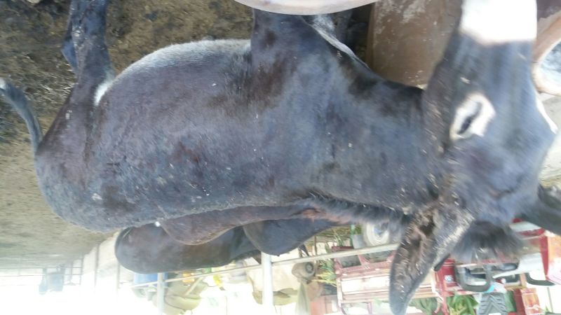 肉驴400~500斤