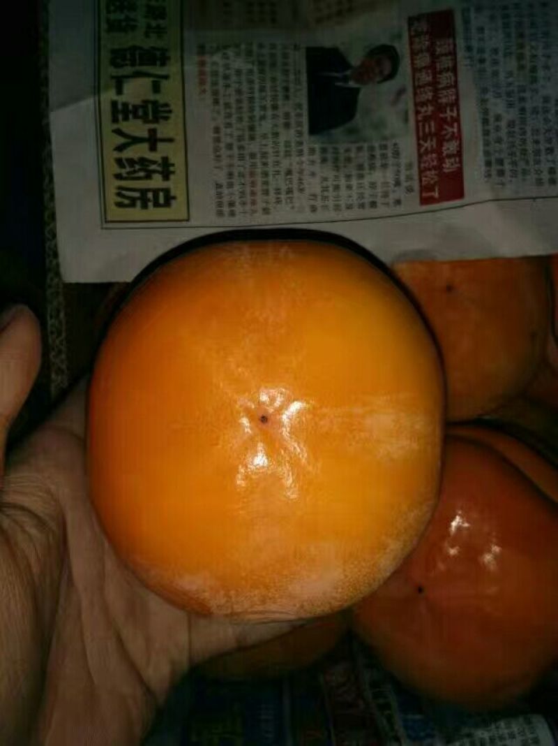 磨盘柿子批发4~5两以上