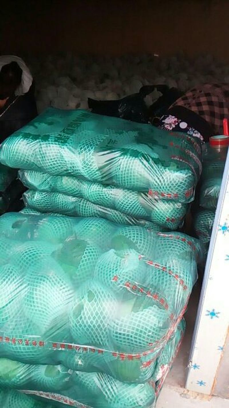 绿甘蓝0.5~1公斤精品甘蓝大量上市