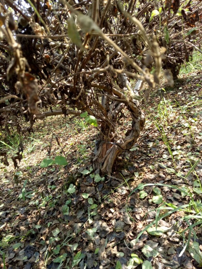 金银花1~1.5米