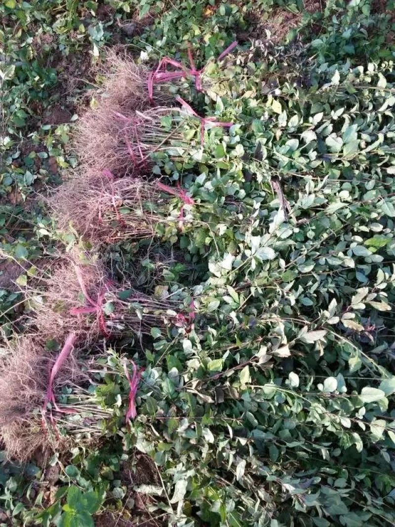 连翘苗40~50cm