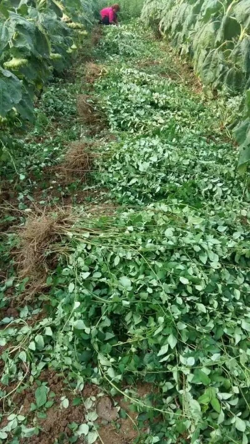 连翘苗40~50cm