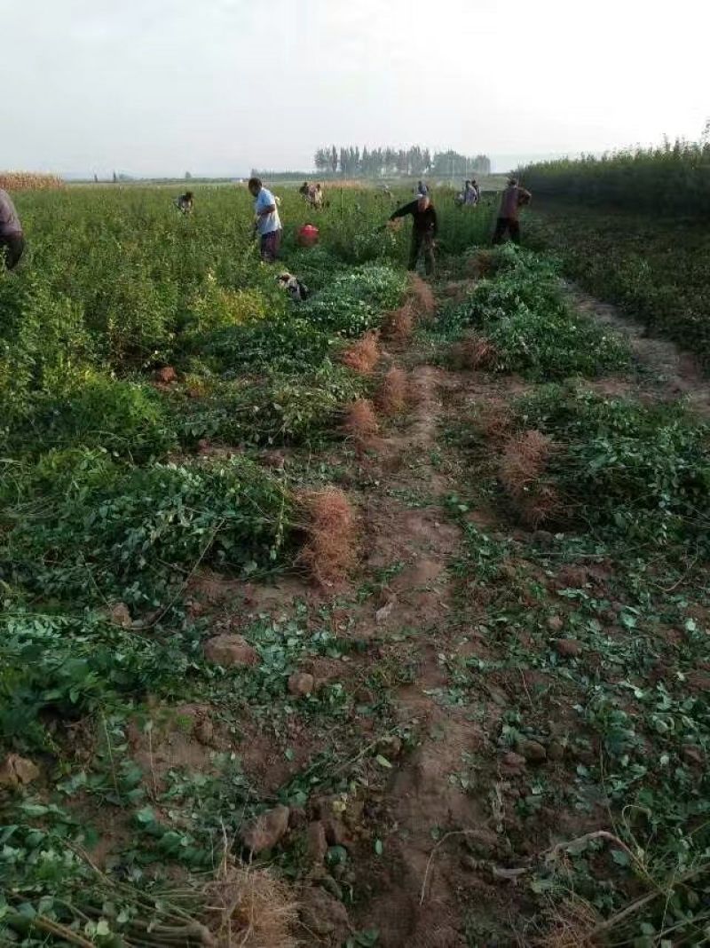 连翘苗40~50cm