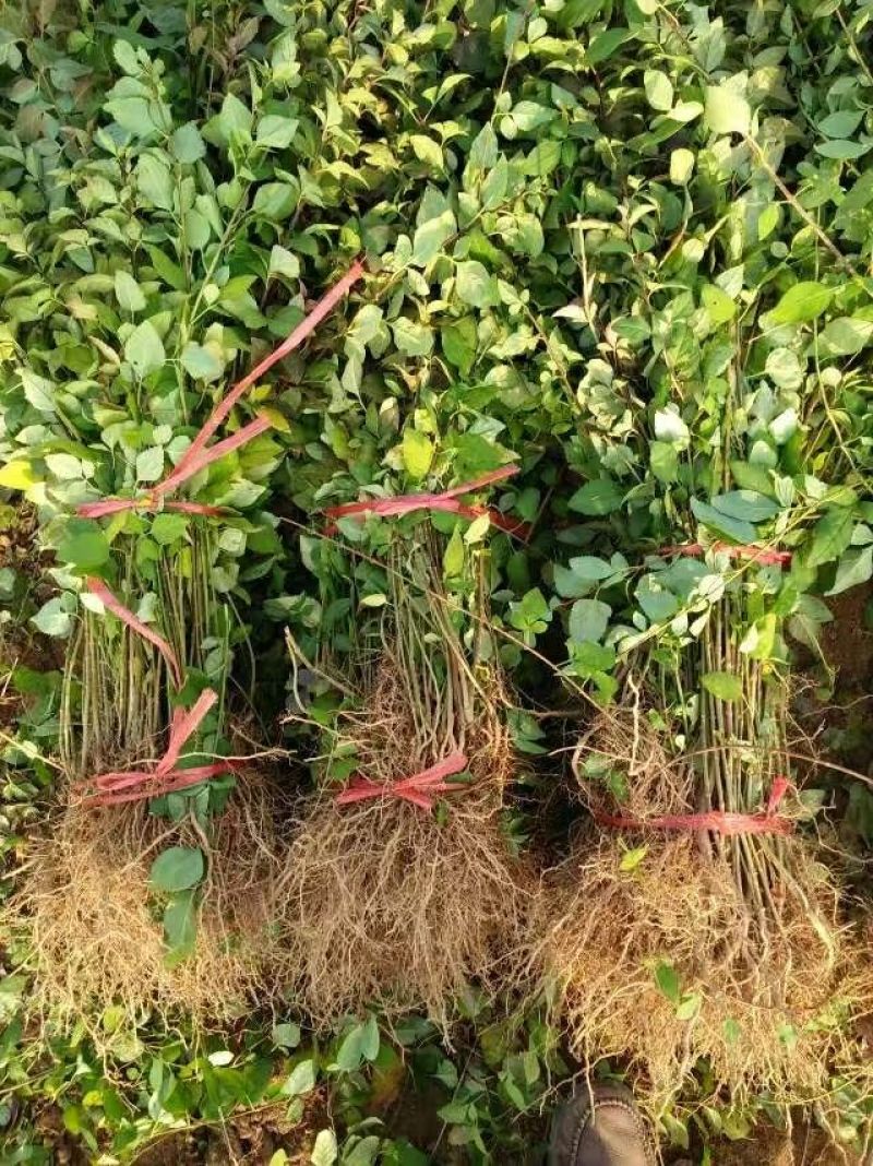 连翘苗40~50cm