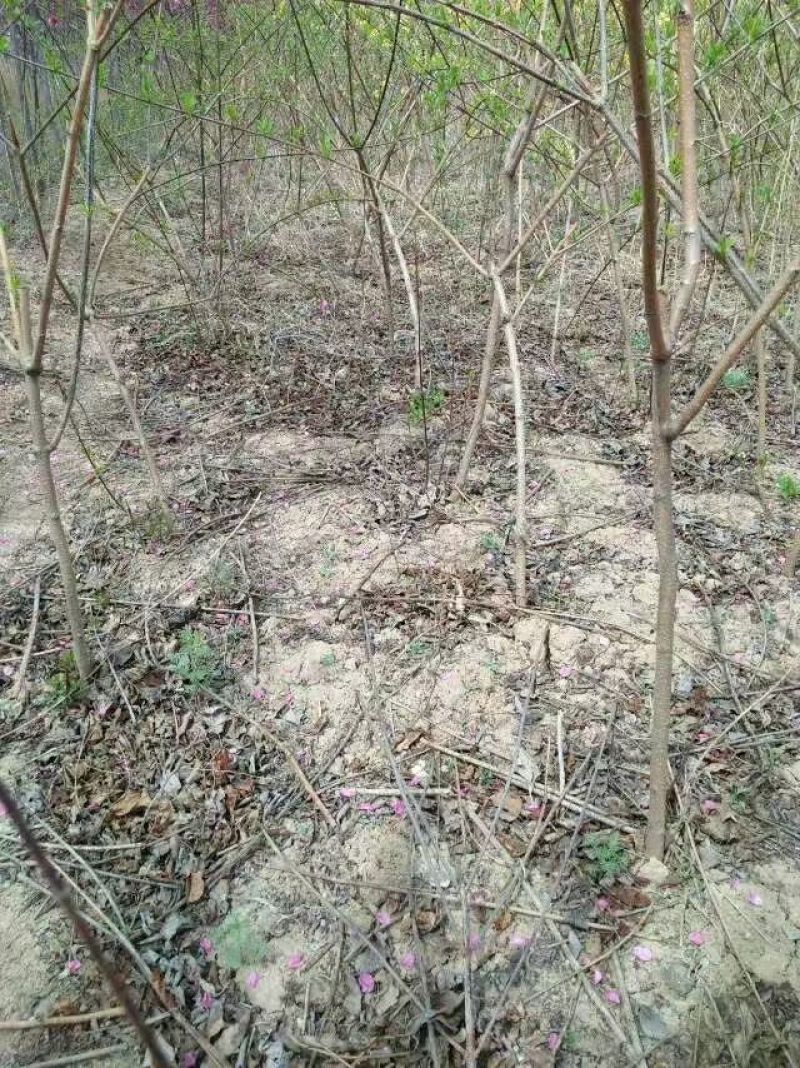 连翘苗40~50cm
