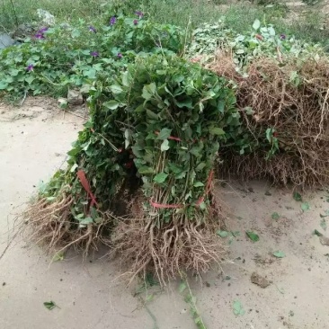 连翘苗40~50cm