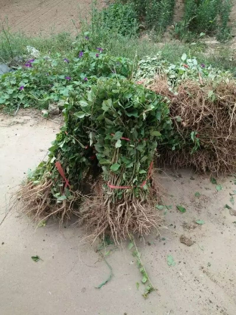 连翘苗40~50cm