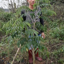 黄花梨树海南黄花梨树苗降香黄檀苗带土带叶发货黄花梨杯苗