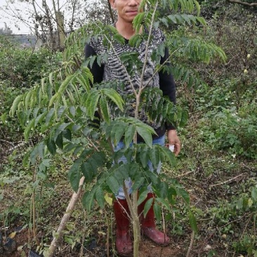 黄花梨树海南黄花梨树苗降香黄檀苗带土带叶发货黄花梨杯苗