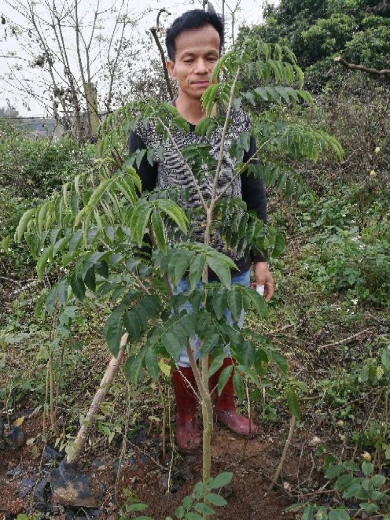 黄花梨树海南黄花梨树苗降香黄檀苗带土带叶发货黄花梨杯苗