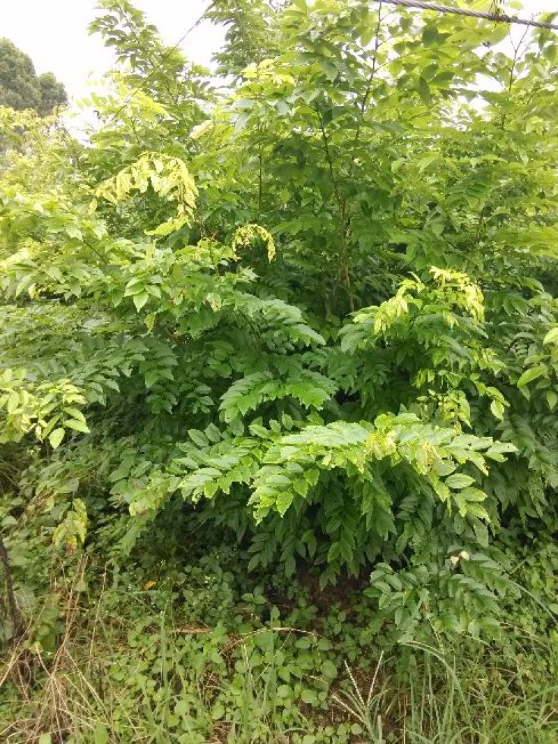 黄花梨树海南黄花梨树苗降香黄檀苗带土带叶发货黄花梨杯苗