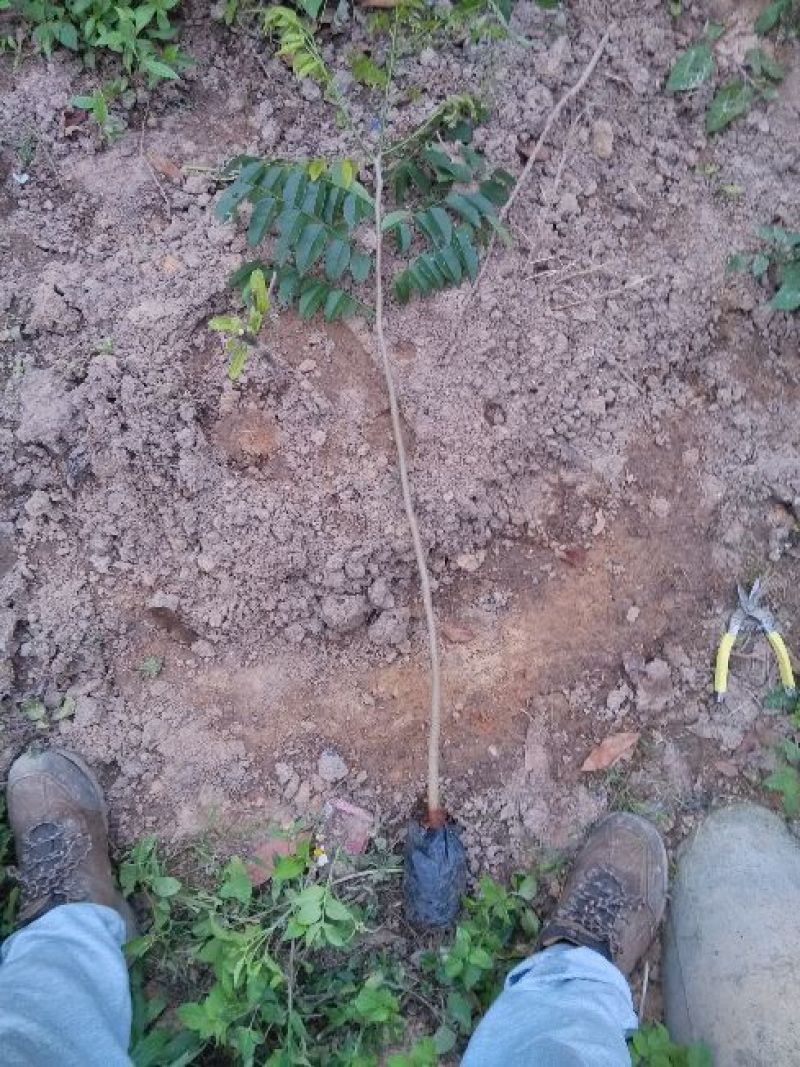 黄花梨树海南黄花梨树苗降香黄檀苗带土带叶发货黄花梨杯苗