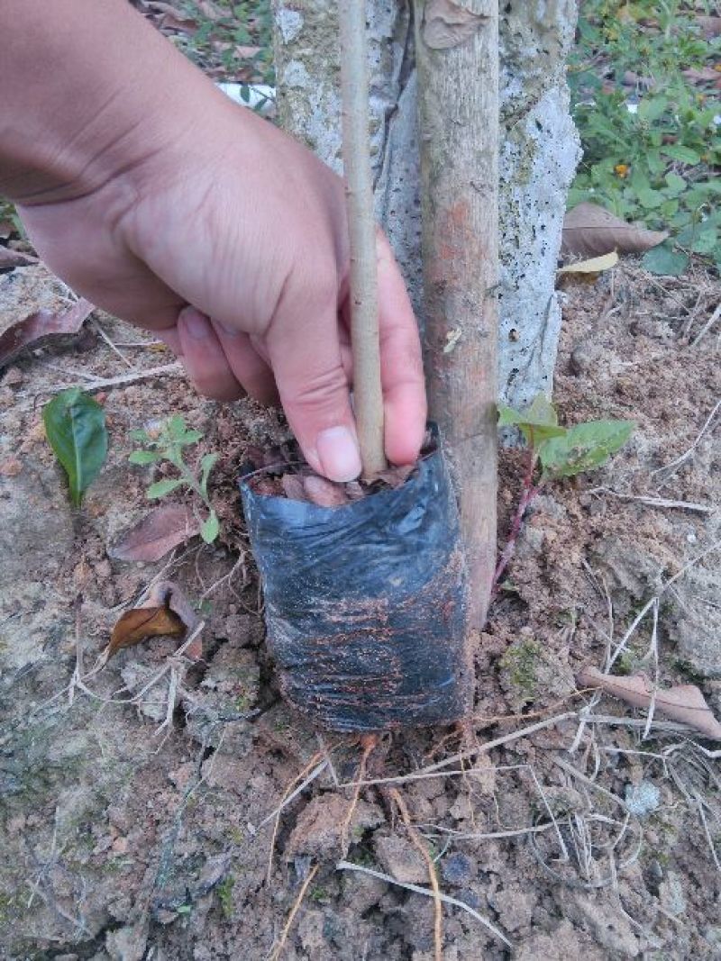 黄花梨树海南黄花梨树苗降香黄檀苗带土带叶发货黄花梨杯苗