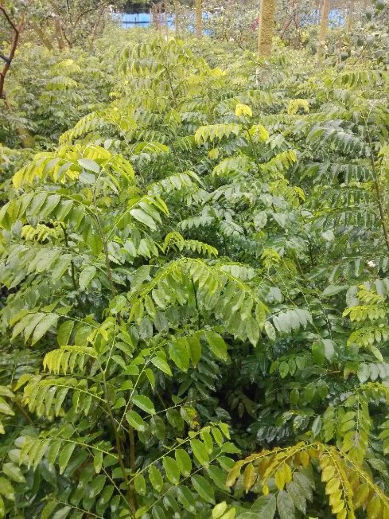 黄花梨树海南黄花梨树苗降香黄檀苗带土带叶发货黄花梨杯苗