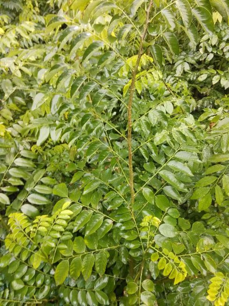 黄花梨树海南黄花梨树苗降香黄檀苗带土带叶发货黄花梨杯苗