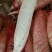 白萝卜1~1.5斤起