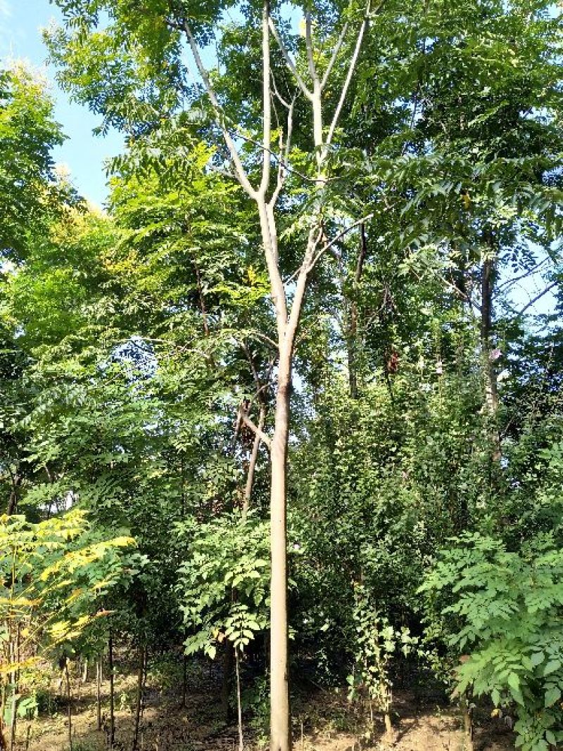 黄山栾树14~16cm12~14cm4米以上