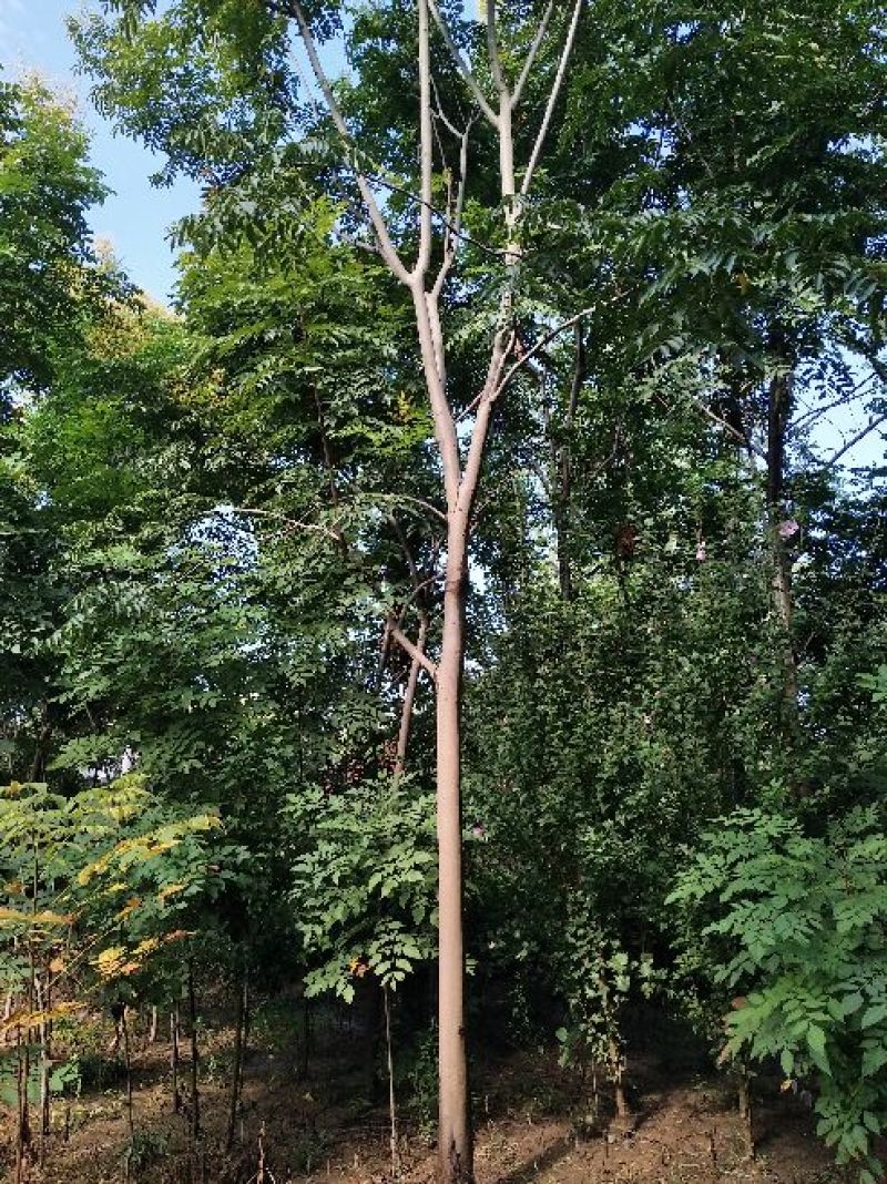 黄山栾树14~16cm12~14cm4米以上