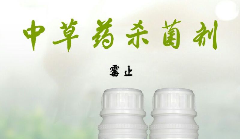 黄瓜番茄草莓灰霉病叶斑病霉止
