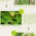 黄瓜番茄草莓灰霉病叶斑病霉止