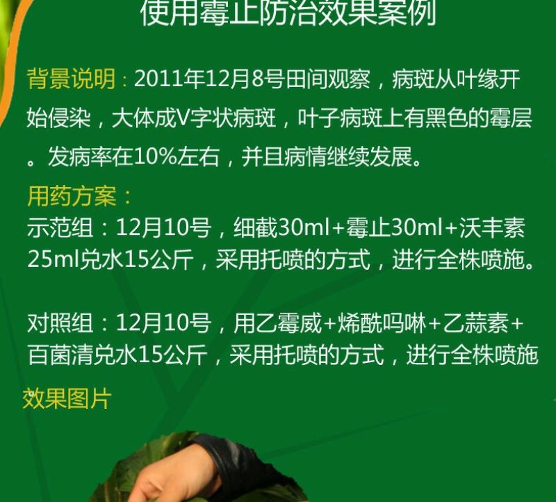 黄瓜番茄草莓灰霉病叶斑病霉止