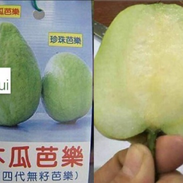 番石榴苗50~80cm