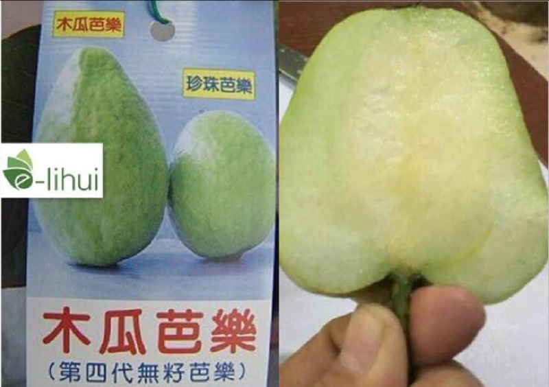 番石榴苗50~80cm