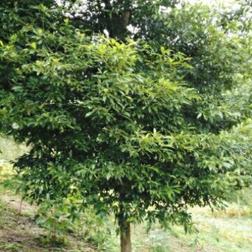 小叶桢楠1.5~2m