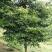 小叶桢楠1.5~2m