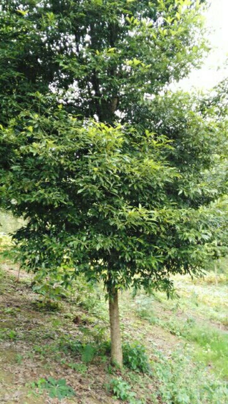 小叶桢楠1.5~2m