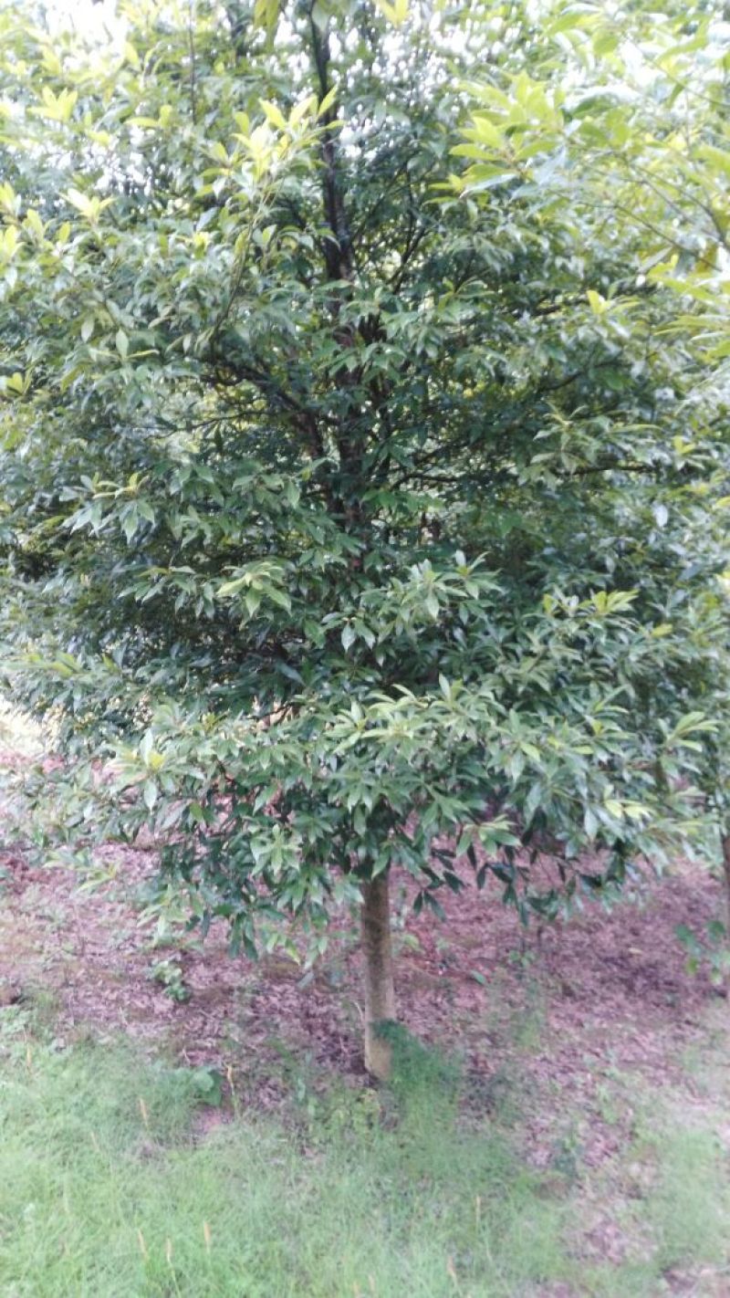 小叶桢楠1.5~2m