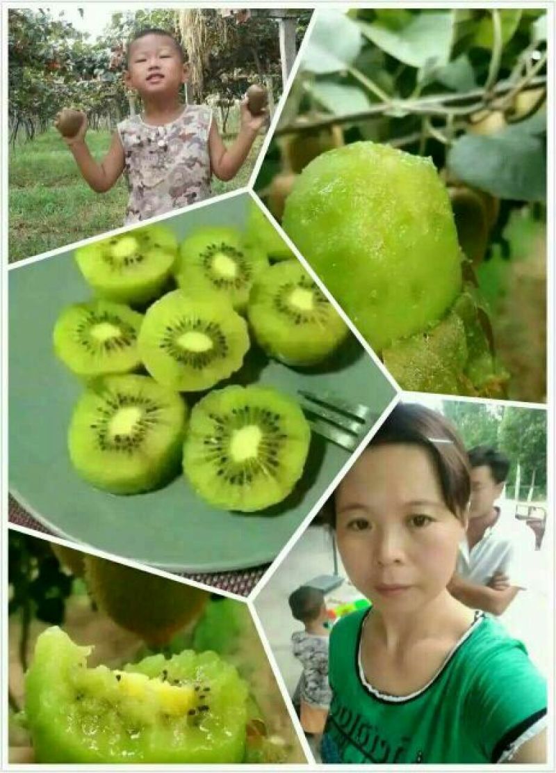 徐香猕猴桃