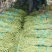 长豆角60厘米以上