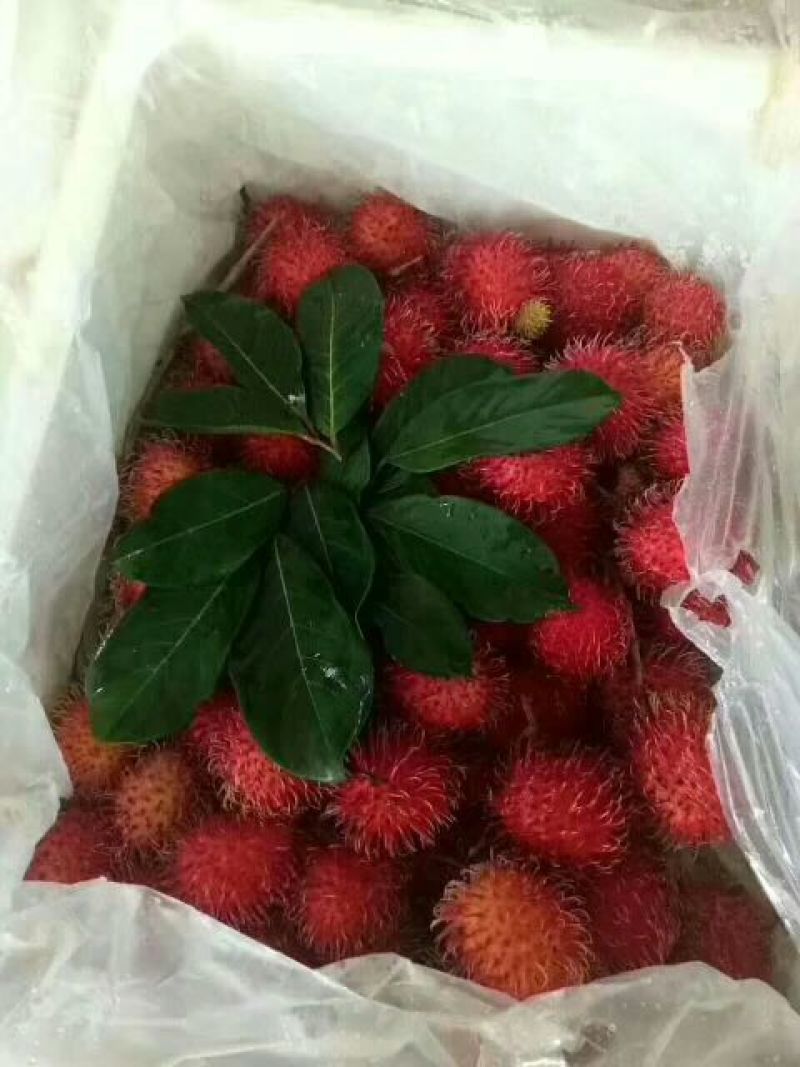 毛丹2cm以上