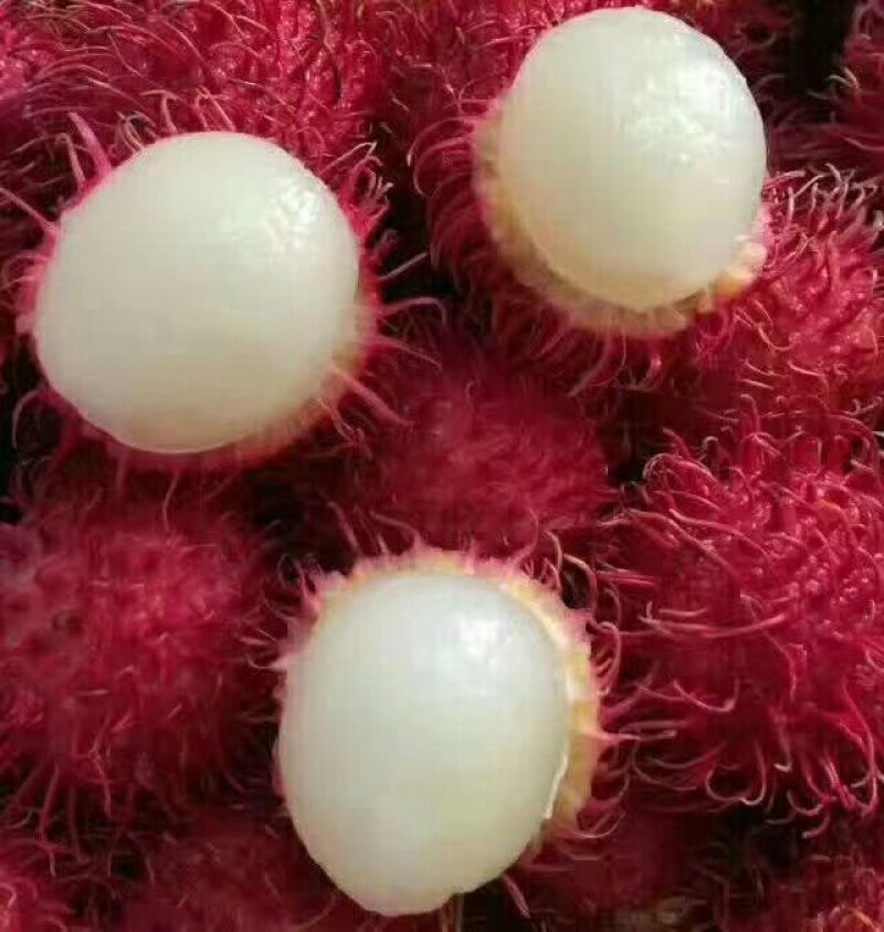 毛丹2cm以上