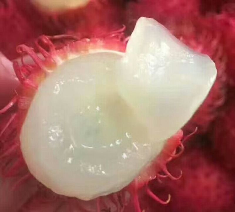 毛丹2cm以上