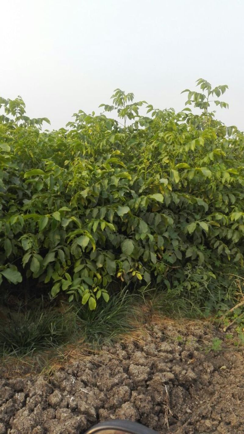 核桃苗二年苗100~150cm