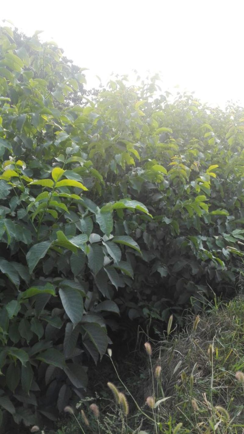 核桃苗二年苗100~150cm