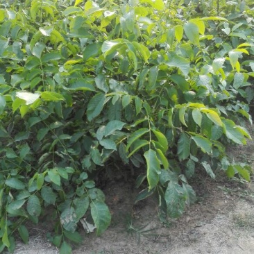 香玲核桃苗二年苗50~100cm